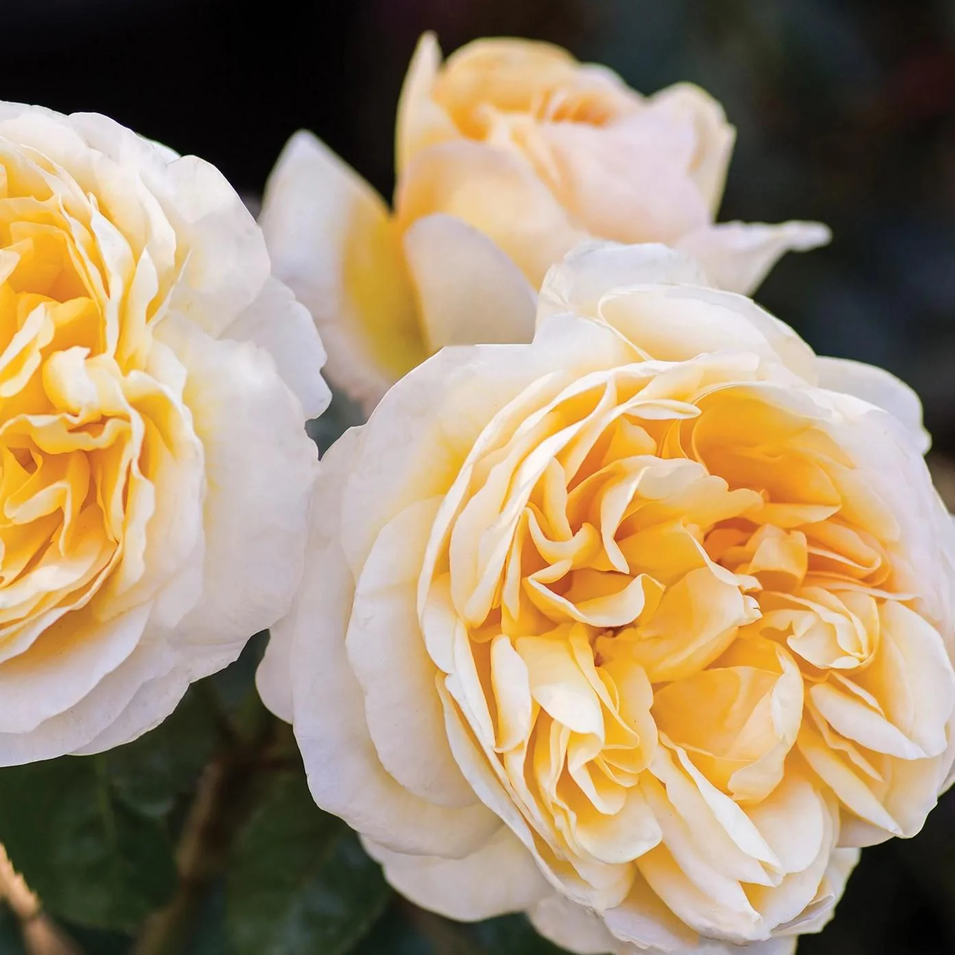 Rose, Moonlight Romantica® Rose - Image 2