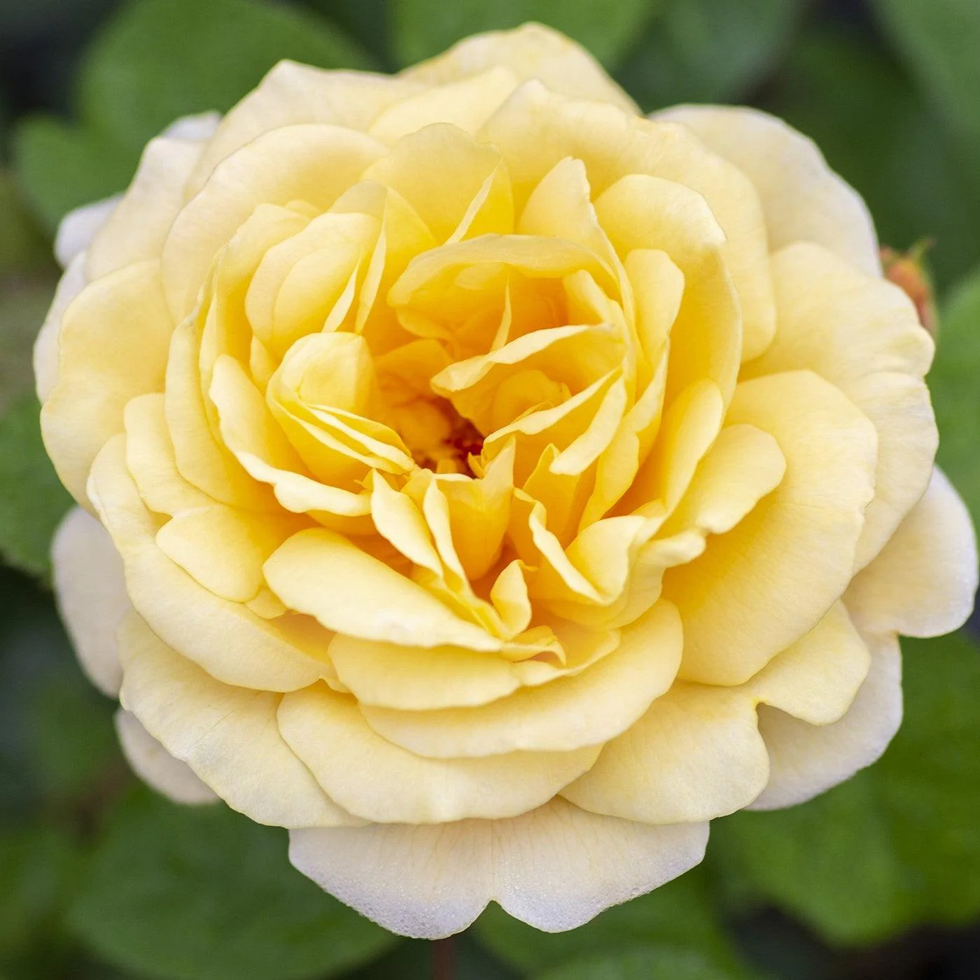 Rose, Moonlight Romantica® Rose - Image 3
