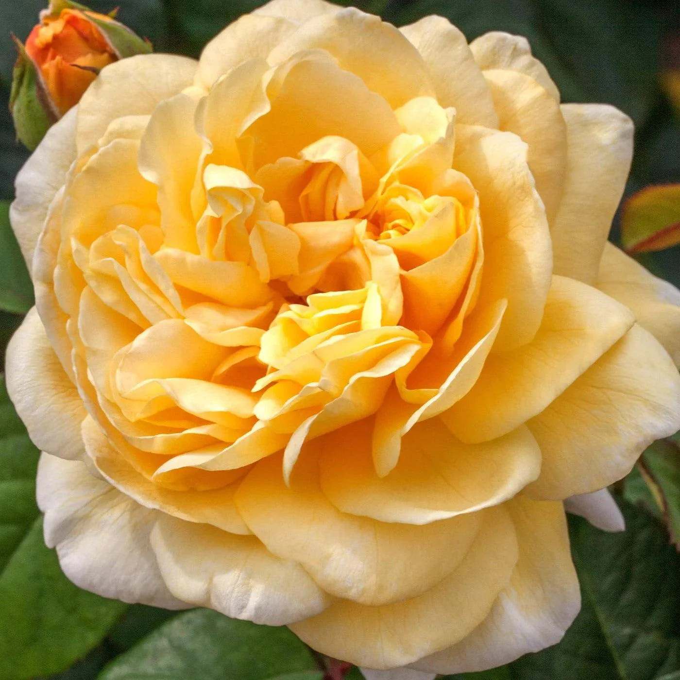 Rose, Moonlight Romantica® Rose - Image 4
