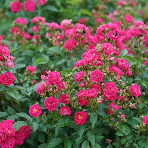 Rose, Oso Easy Peasy® Rose - Image 2