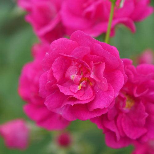 Rose, Oso Easy Peasy® Rose - Image 3