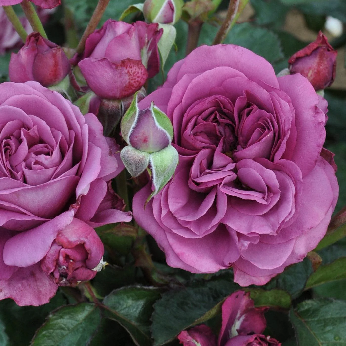 Rose, Plum Perfect - Image 3