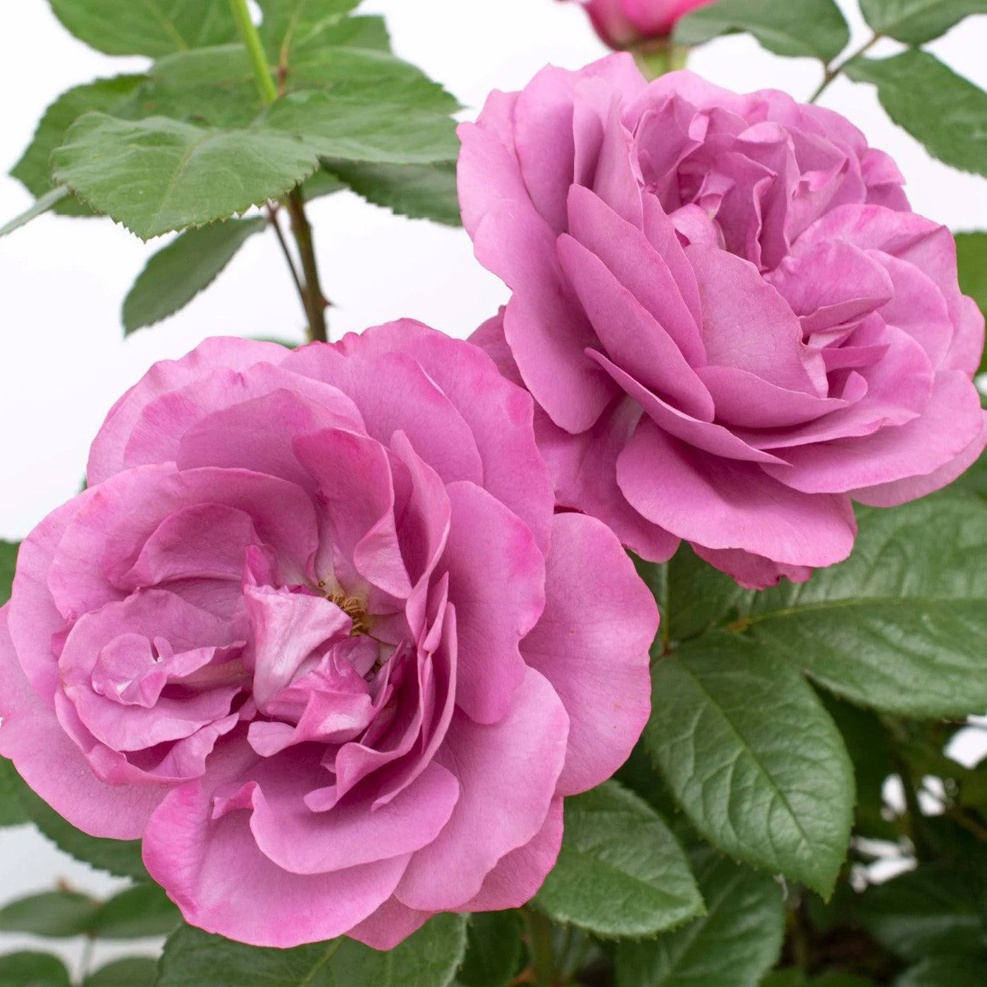 Rose, Plum Perfect - Image 8