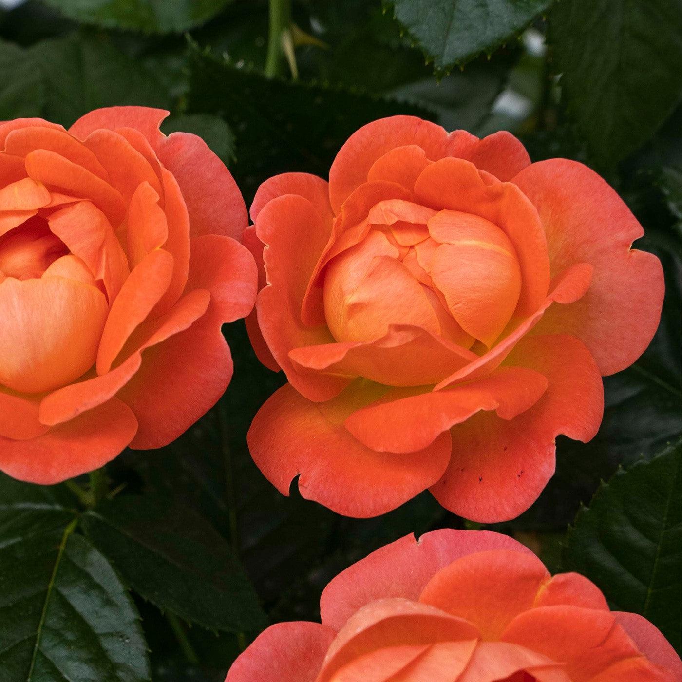 Rose, Orange Glow™ Knock Out® Rose - Image 2