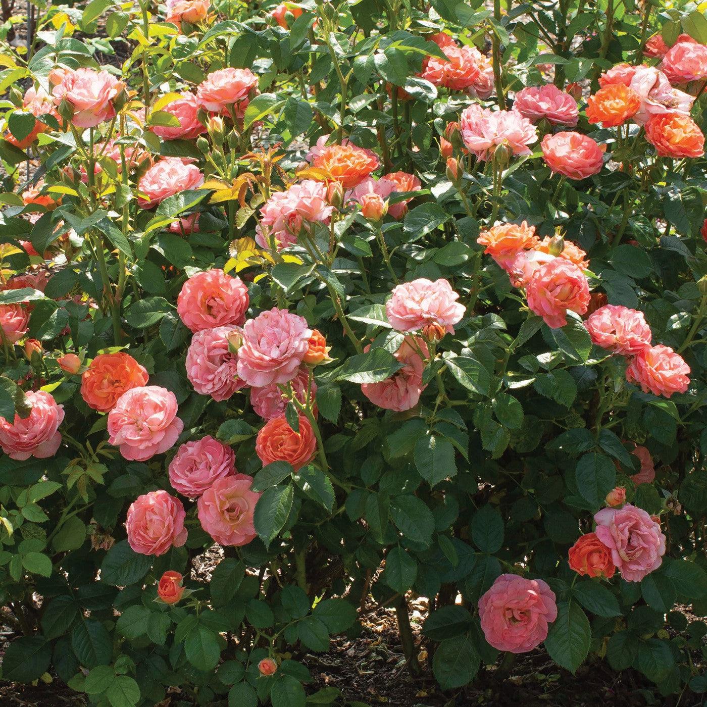 Rose, Orange Glow™ Knock Out® Rose - Image 4