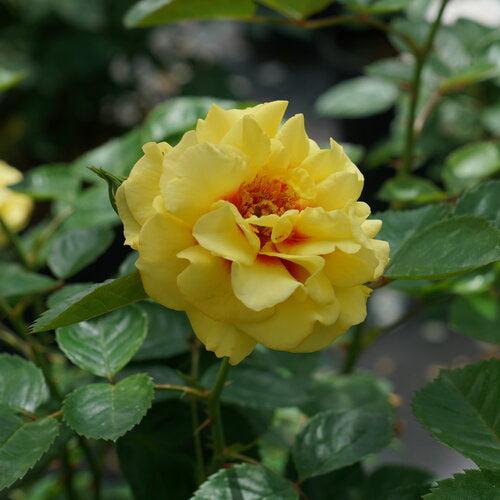Rose, Rise Up Ringo Climbing Rose