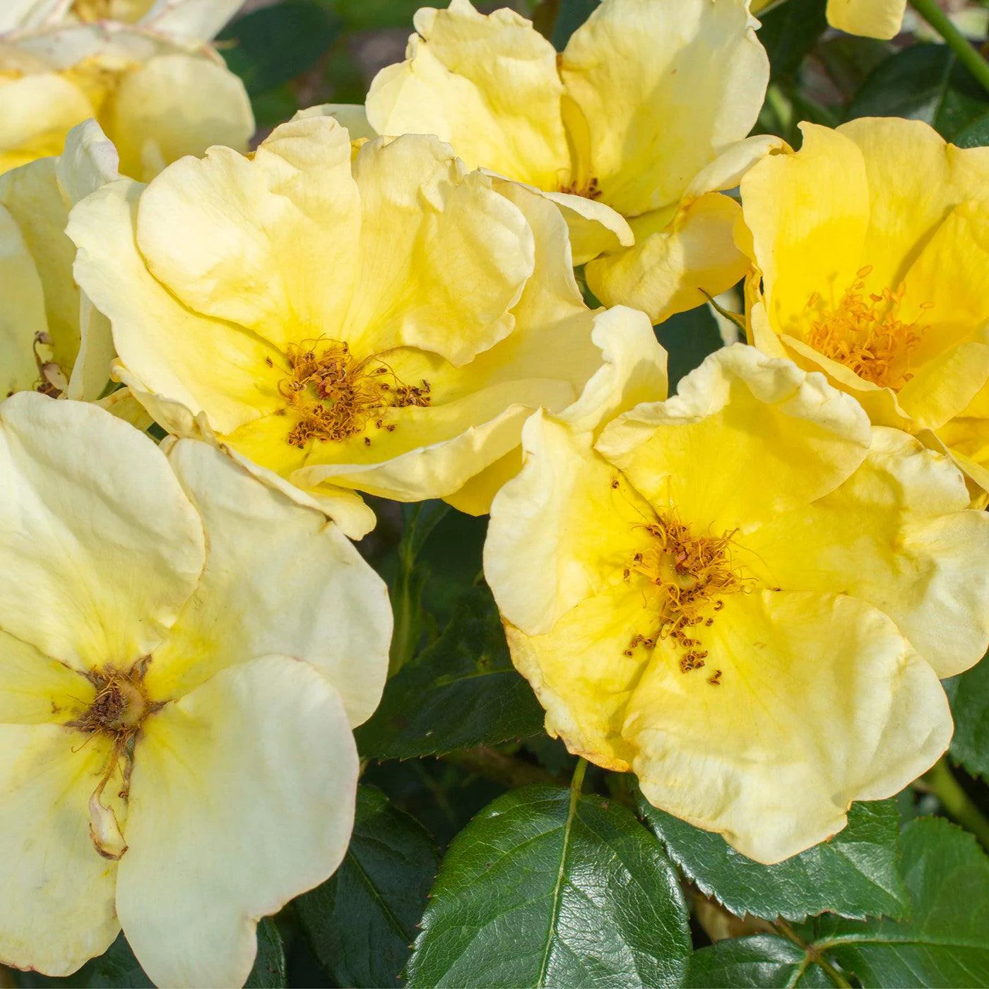 Rose, Easy Bee-zy™ Knock Out® Rose - Image 3