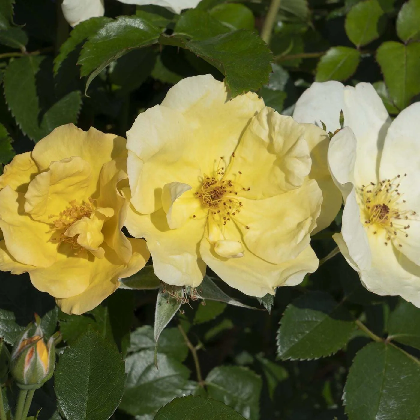 Rose, Easy Bee-zy™ Knock Out® Rose - Image 5