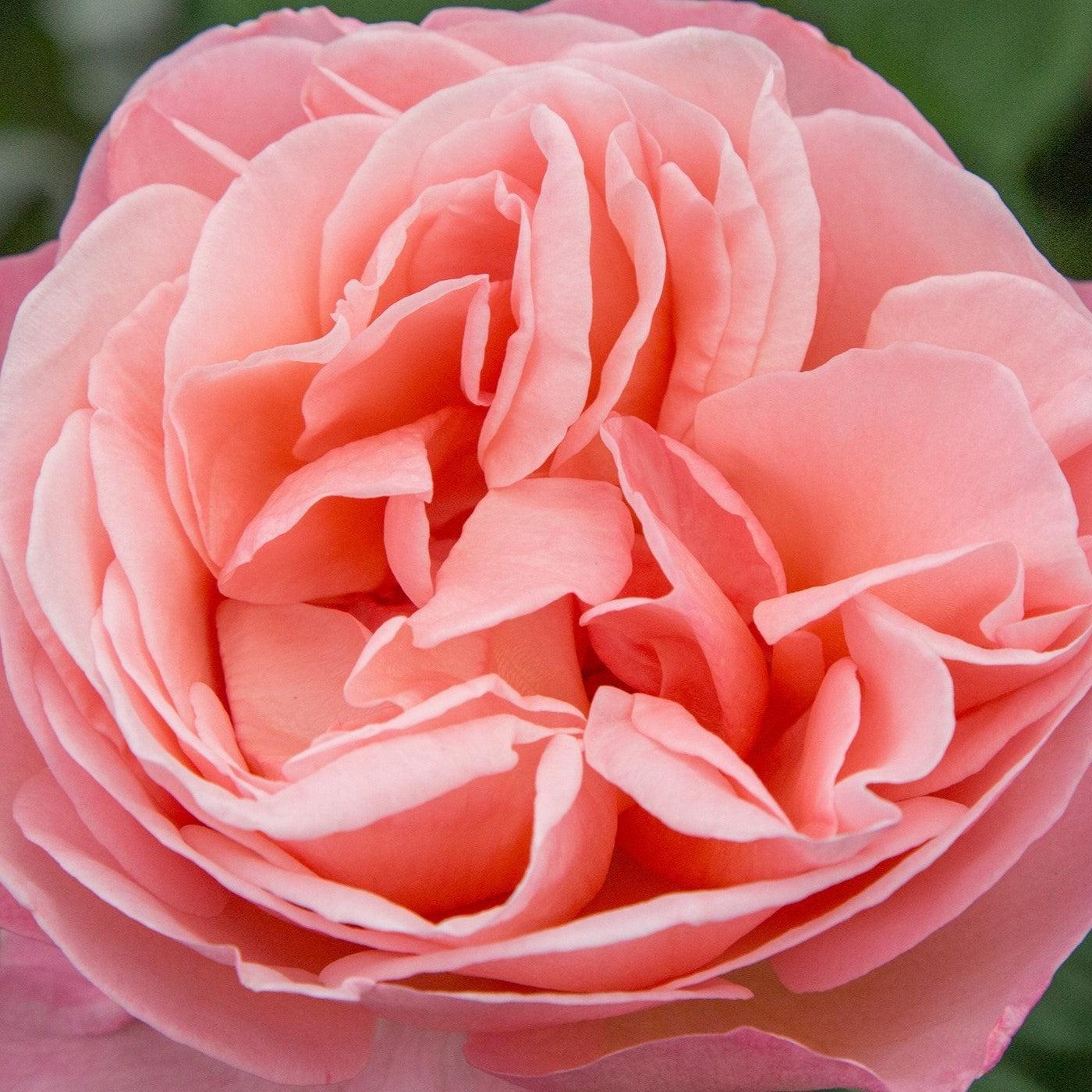 Rose, Sweet Mademoiselle Rose - Image 2