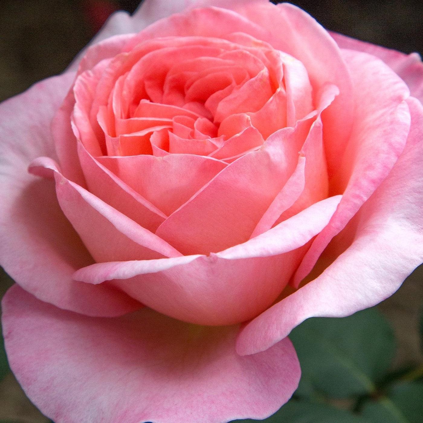 Rose, Sweet Mademoiselle Rose - Image 4