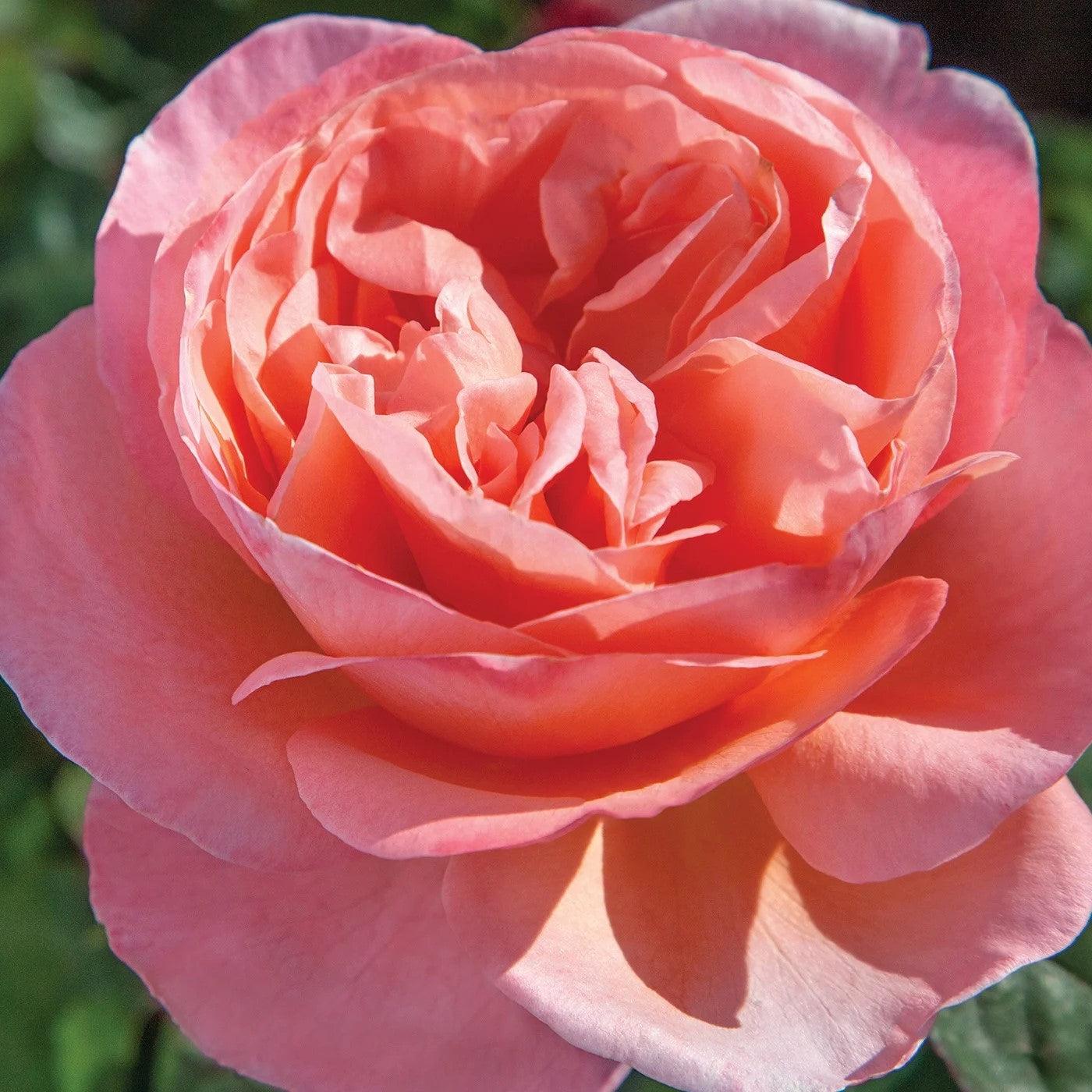 Rose, Sweet Mademoiselle Rose - Image 5