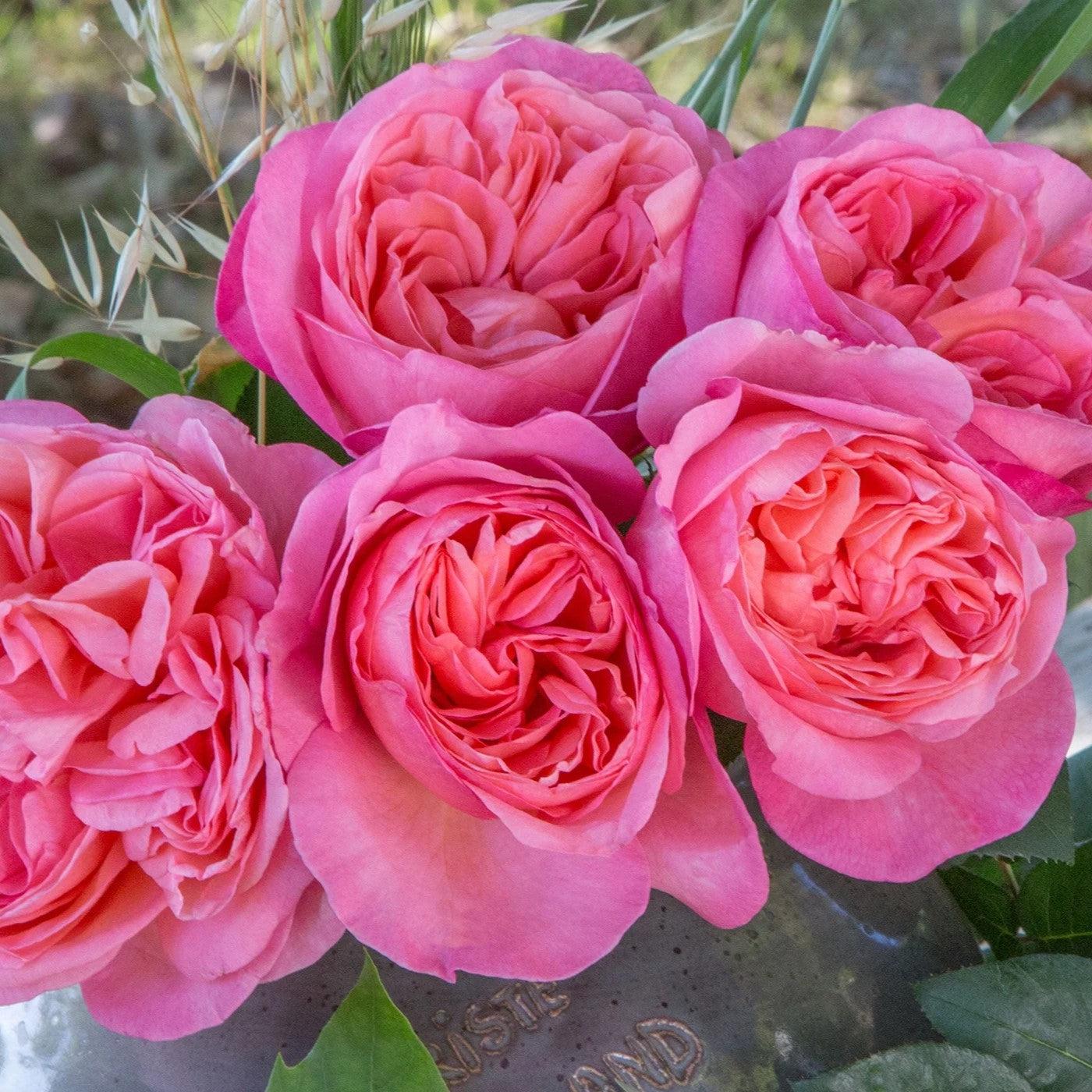Rose, Sweet Mademoiselle Rose - Image 7