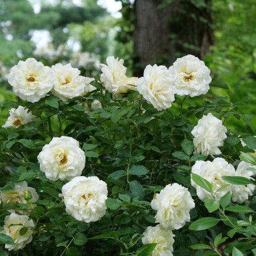Rose, Reminiscent™ Crema Rose