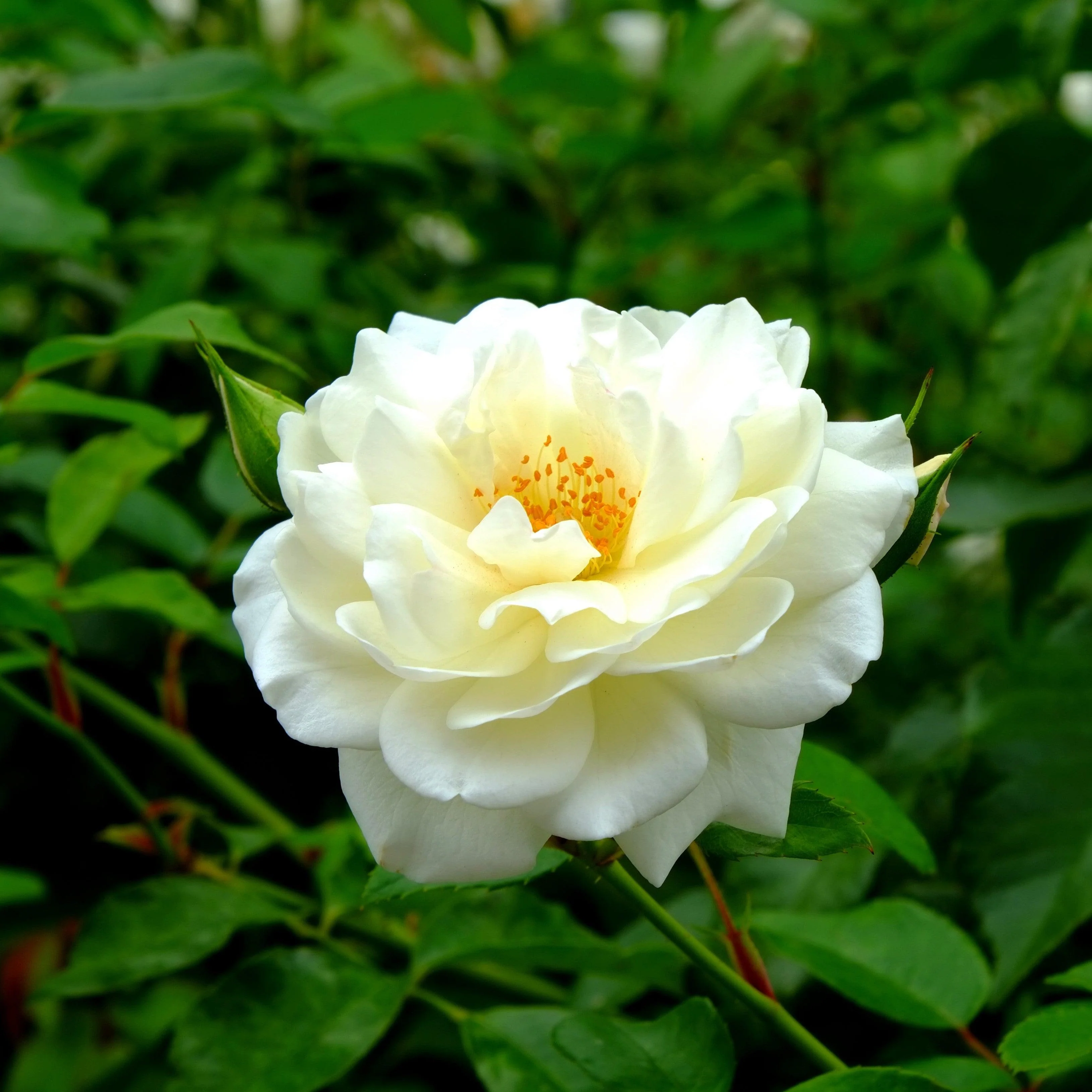 Rose, Reminiscent™ Crema Rose - Image 2