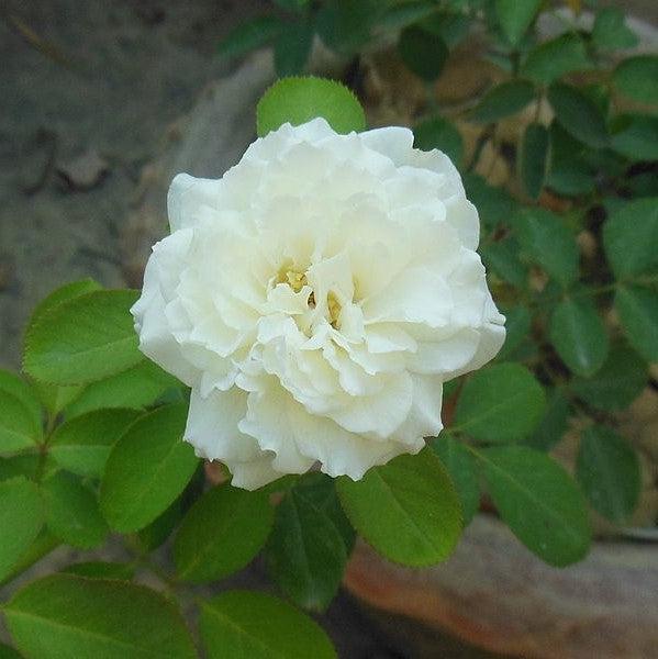 Rose, Reminiscent™ Crema Rose - Image 3