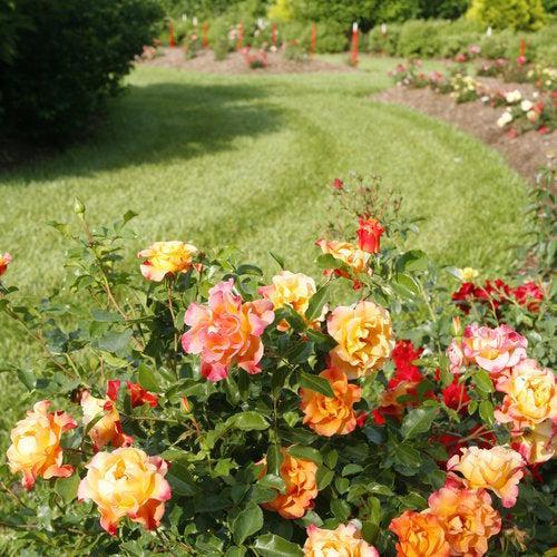 Rose, Oso Easy® Suñorita® Rose - Image 2