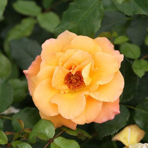 Rose, Oso Easy® Suñorita® Rose - Image 3