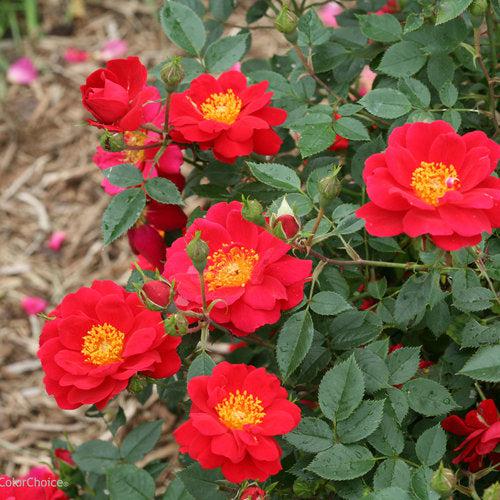 Rose, Oso Easy® Urban Legend® Rose - Image 3