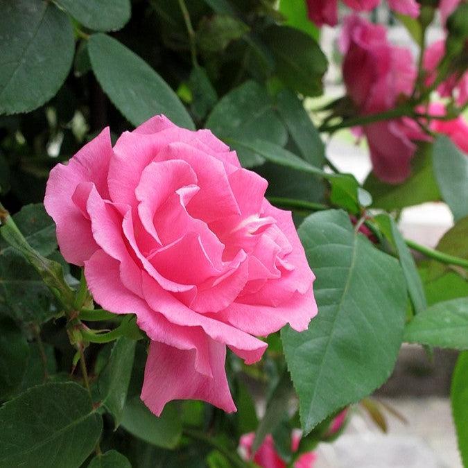 Rose, Zéphirine Drouhin Rose - Image 3