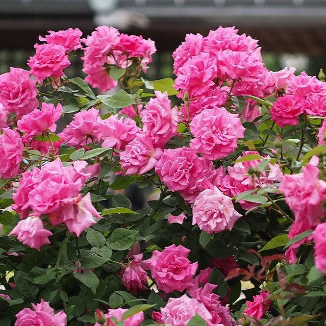 Rose, Zéphirine Drouhin Rose - Image 4