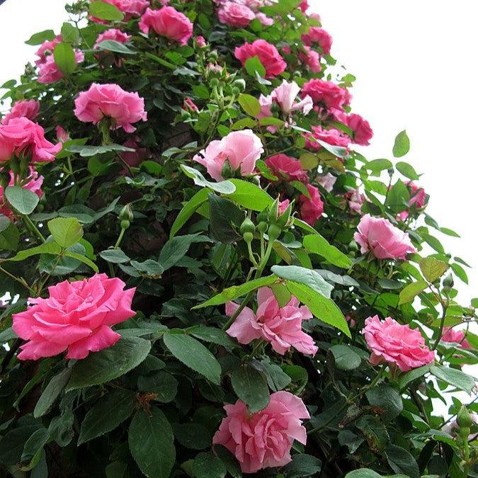 Rose, Zéphirine Drouhin Rose - Image 5