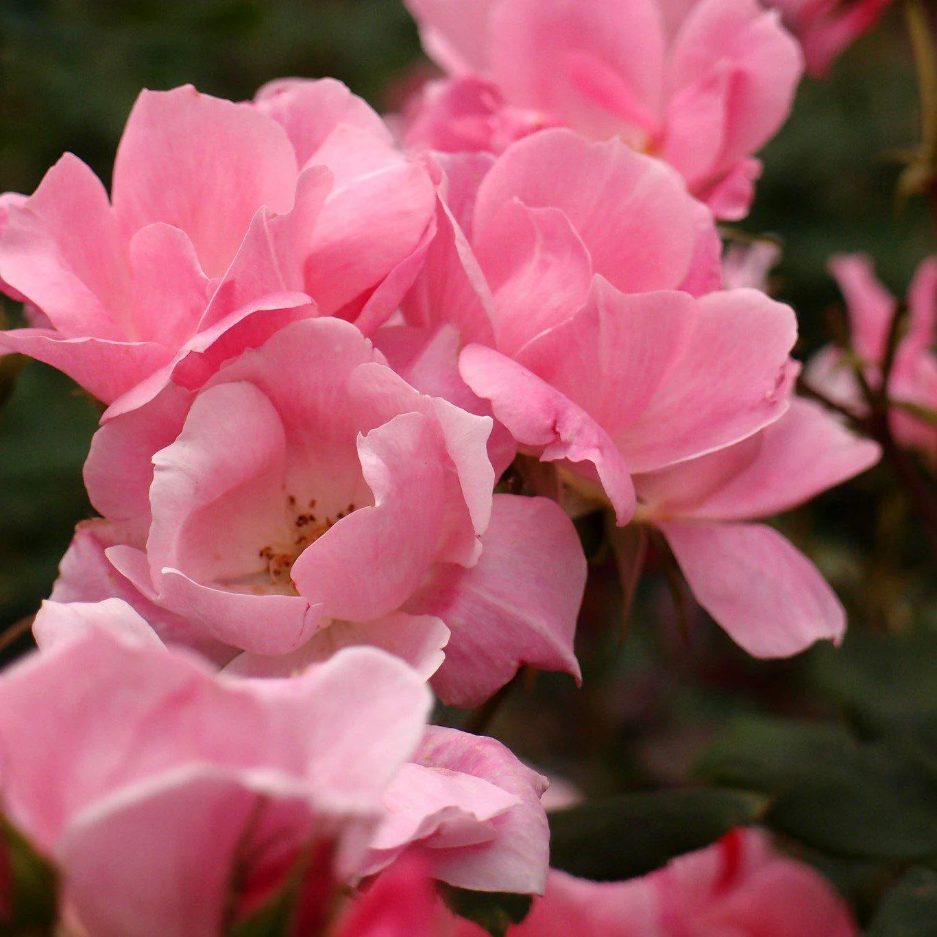 Rose, Blushing Knock Out® Rose