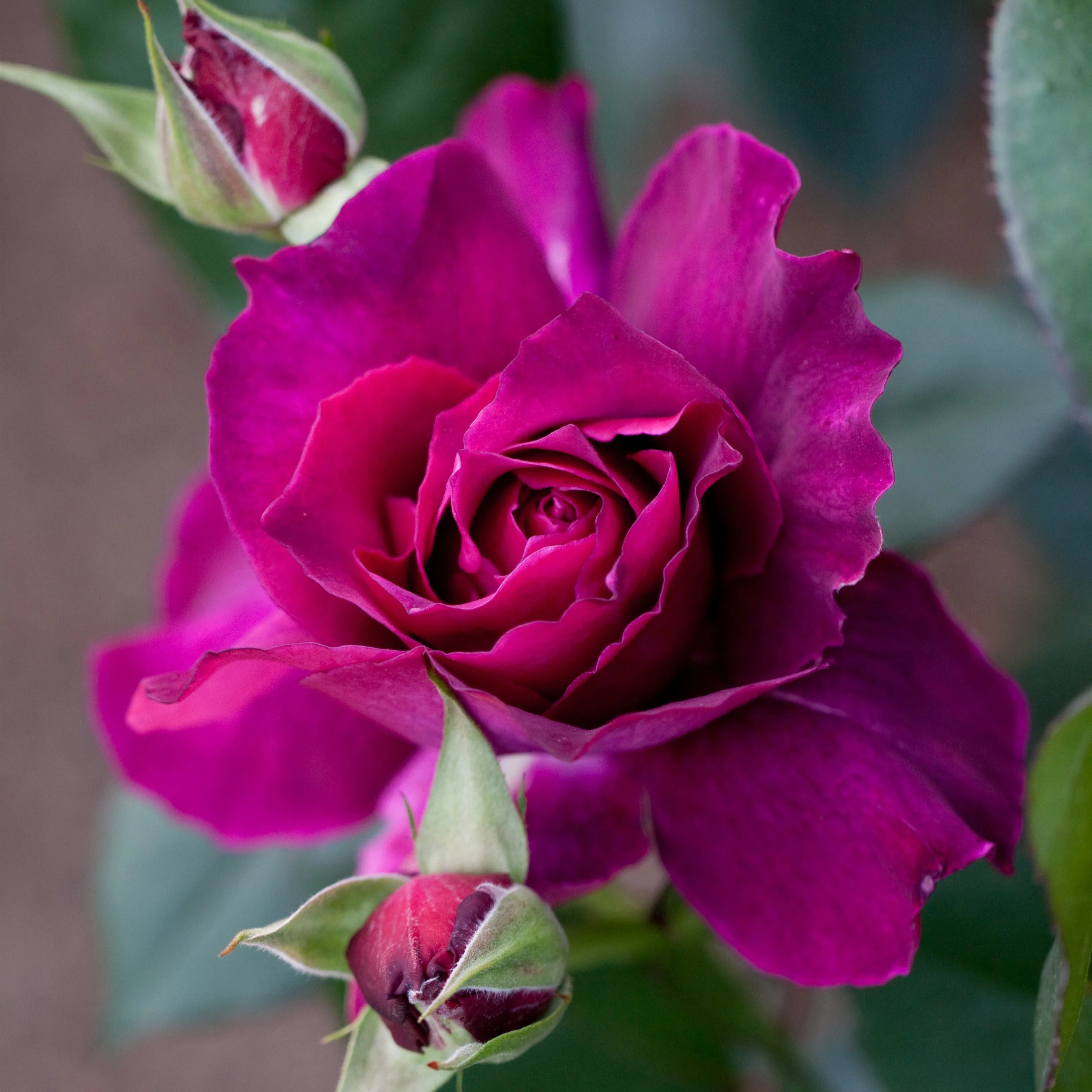 Rose, Intrigue Floribunda Rose - Image 2