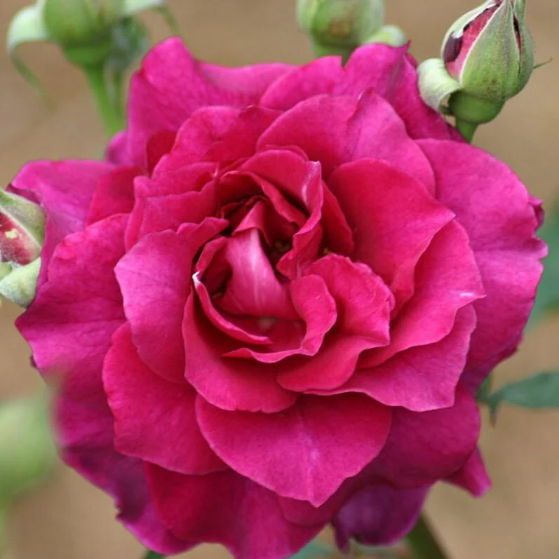 Rose, Intrigue Floribunda Rose - Image 3