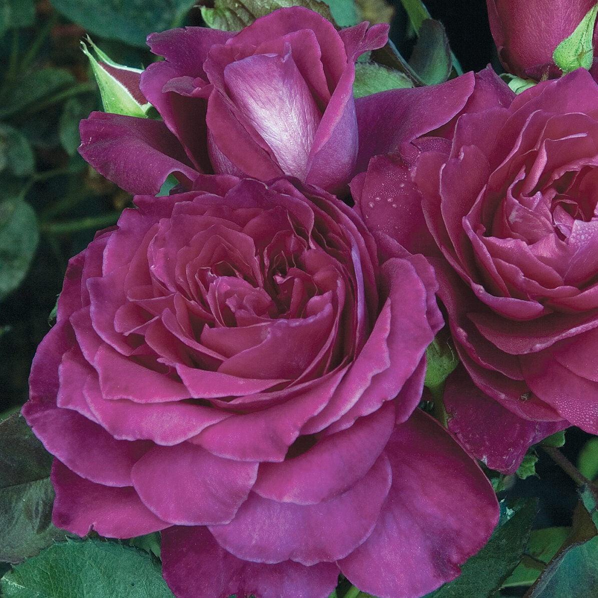 Rose, Intrigue Floribunda Rose - Image 4