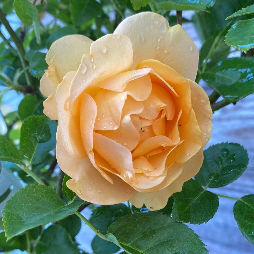 Rose, Julia Child™ Rose - Image 3