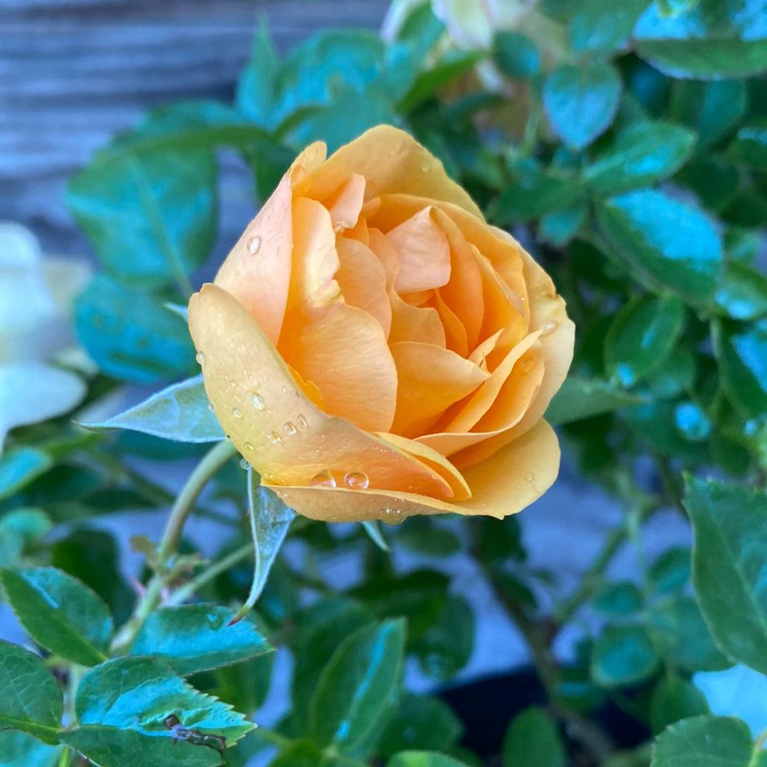 Rose, Julia Child™ Rose - Image 4