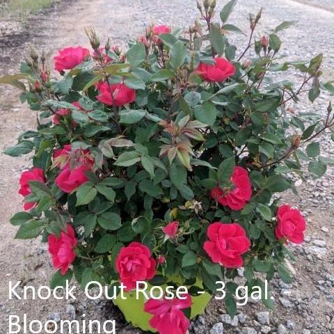 Rose, Knock Out® Shrub Rose, Red