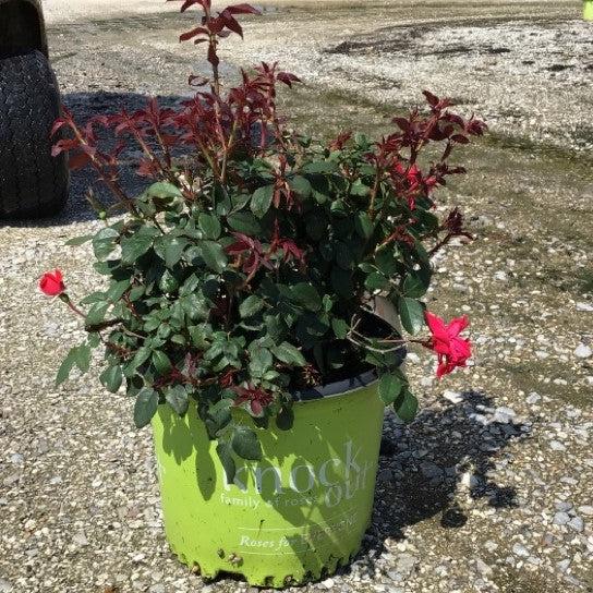 Rose, Knock Out® Shrub Rose, Red - Image 4
