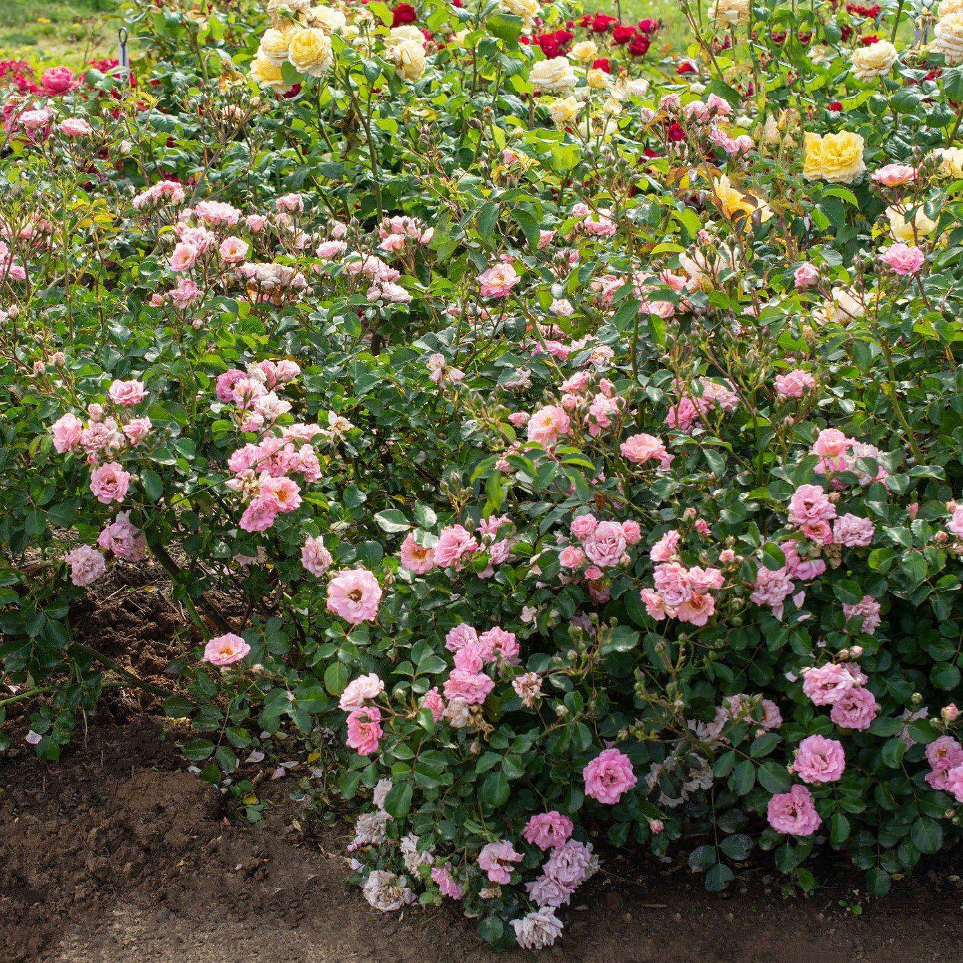 Rose, Blushing Drift® Rose - Image 2