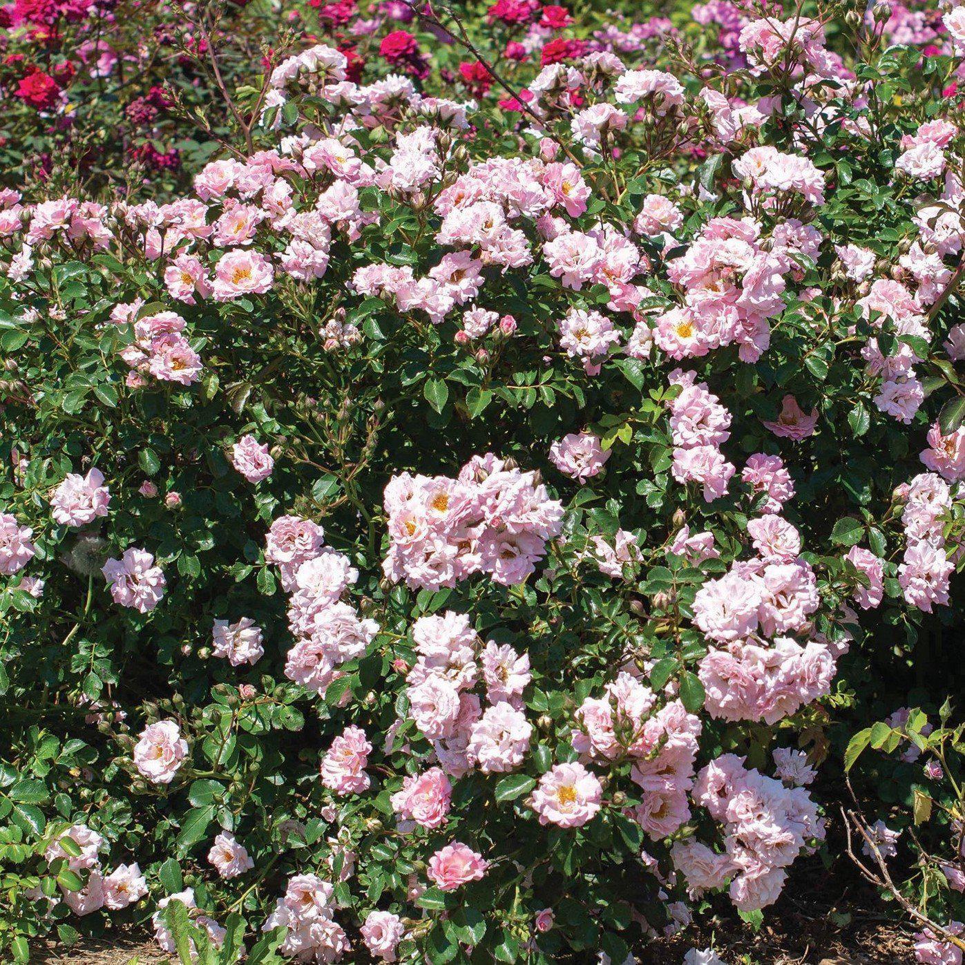 Rose, Blushing Drift® Rose - Image 3