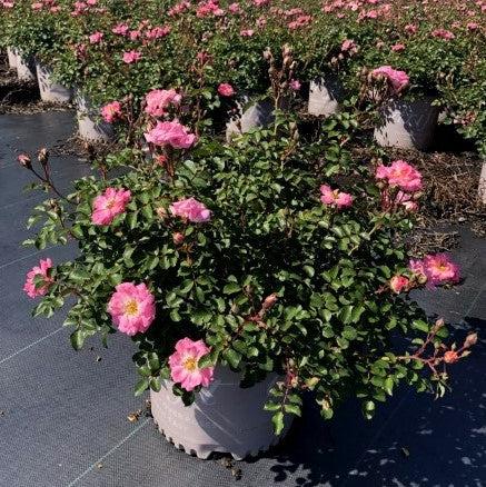 Rose, Blushing Drift® Rose - Image 4
