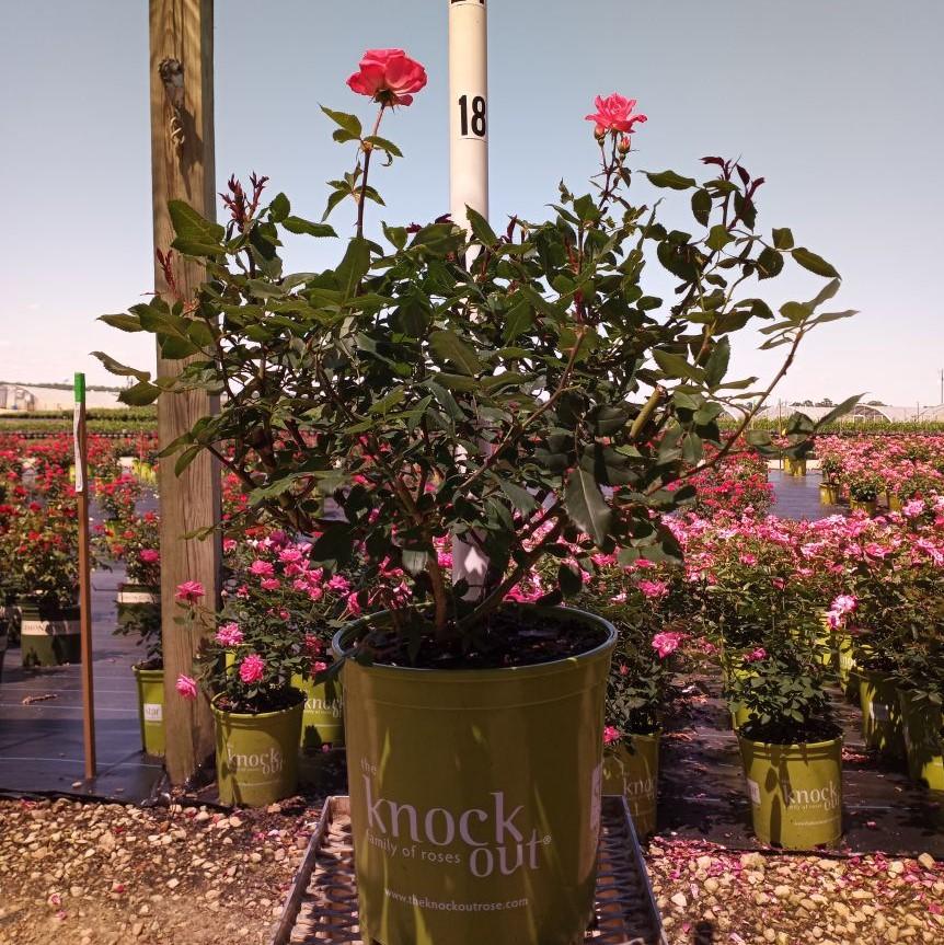 Rose, Pink Knock Out® Rose - Image 5