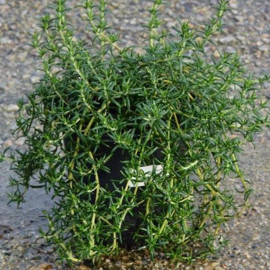 Rosemary, Creeping Rosemary - Image 3