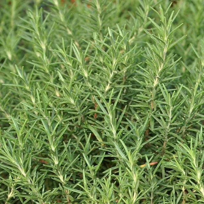 Rosemary, Salem Rosemary