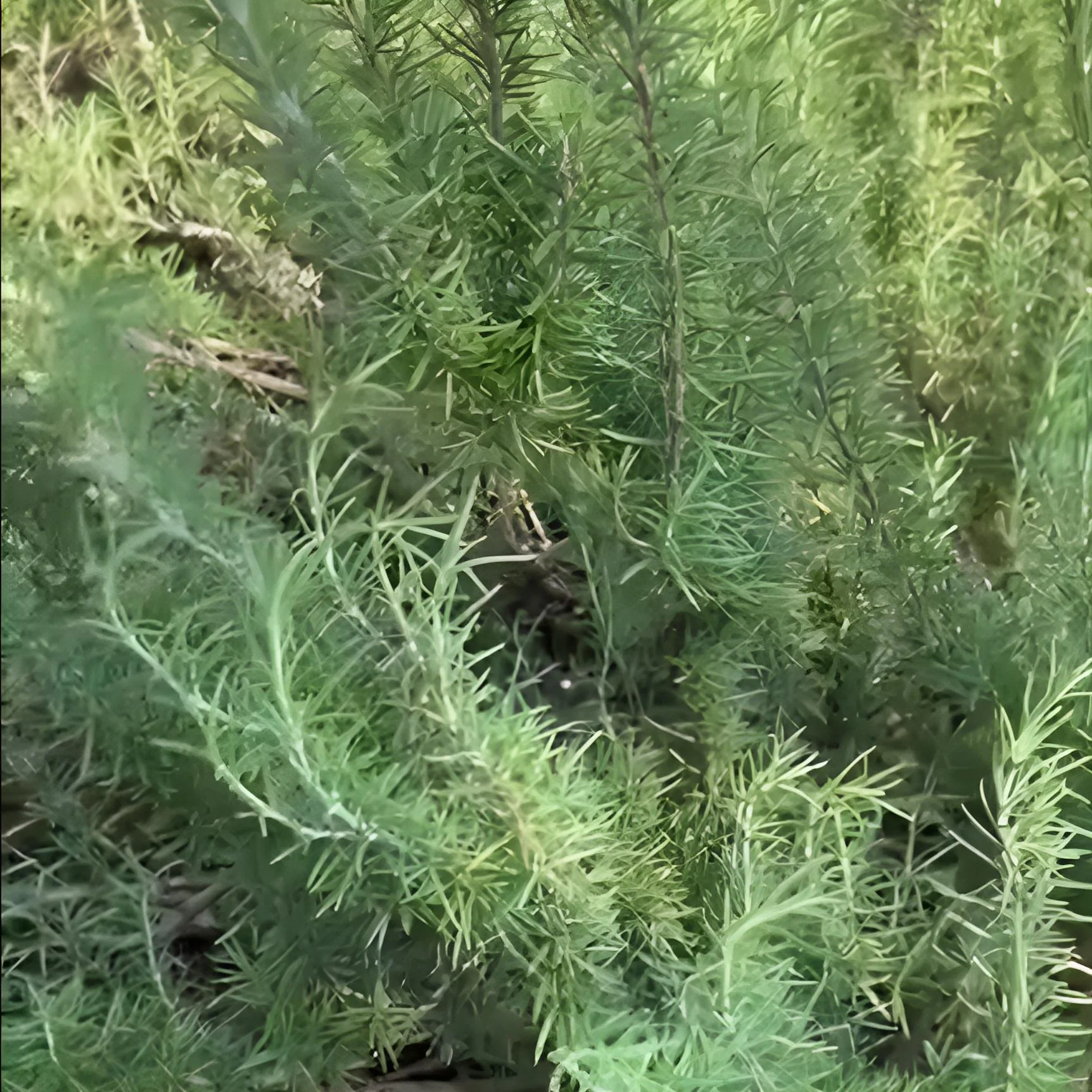 Rosemary, Salem Rosemary - Image 2