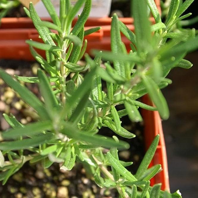 Rosemary, Salem Rosemary - Image 3