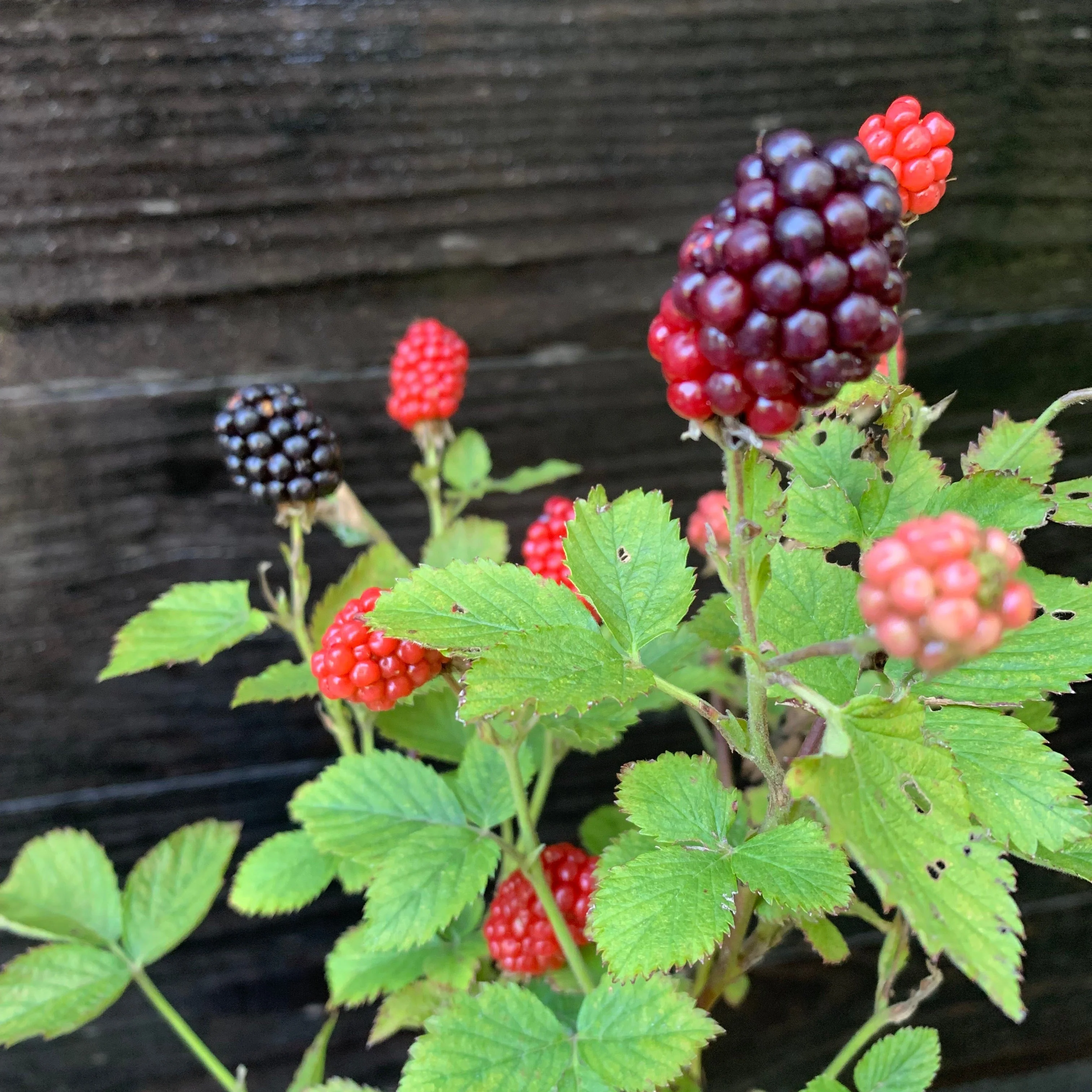 Blackberry, Bushel and Berry® Baby Cakes® Thornless Blackberry - Image 4