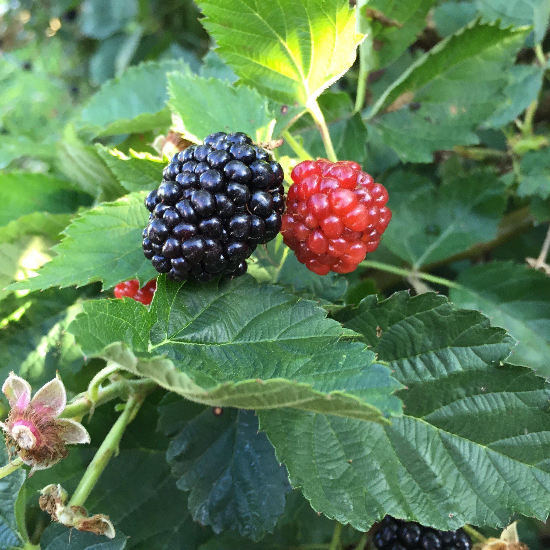 Blackberry, Bushel and Berry® Baby Cakes® Thornless Blackberry - Image 5
