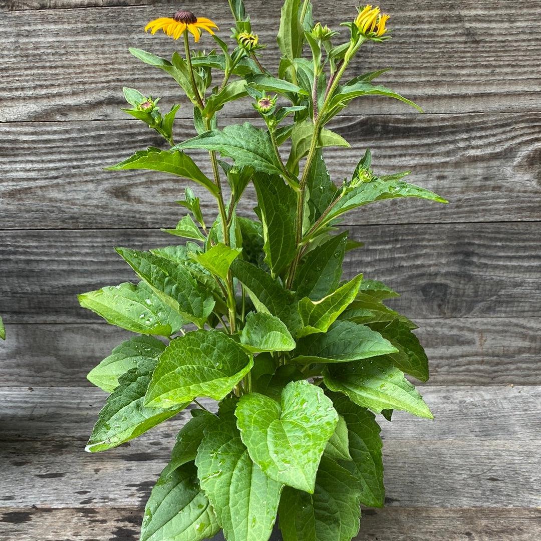 Black Eyed Susan, Goldsturm Black-Eyed Susan - Image 3