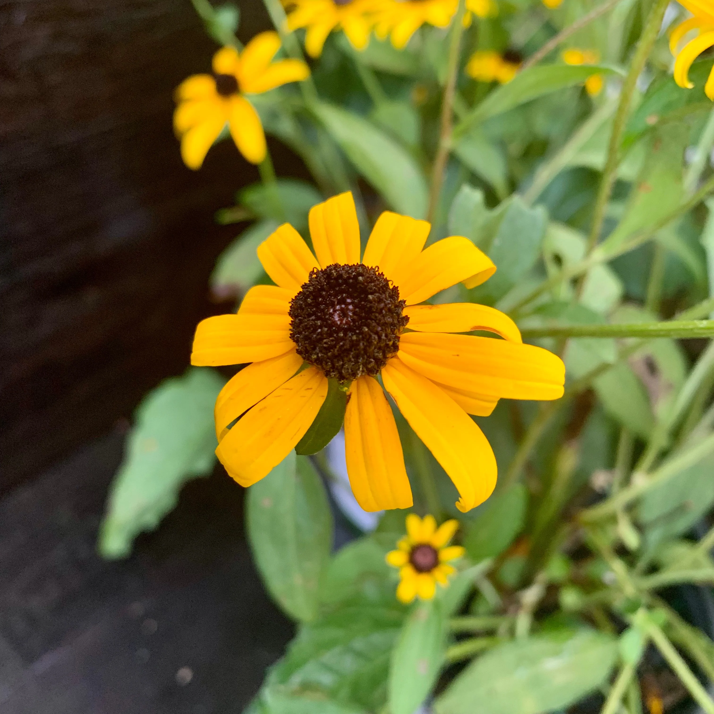 Black Eyed Susan, Goldsturm Black-Eyed Susan - Image 9