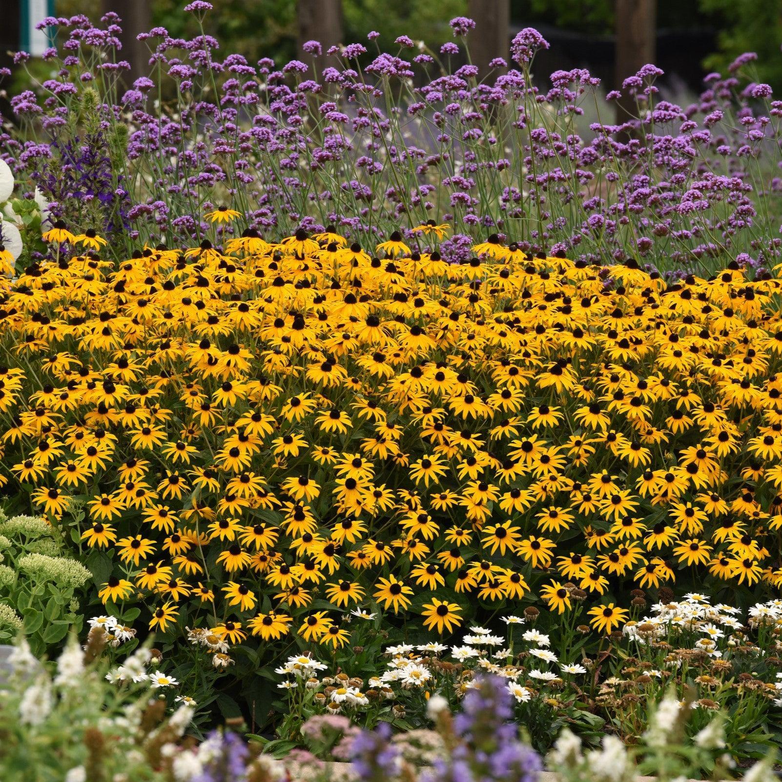 Black Eyed Susan, Gold Blitz Black-Eyed Susan - Image 3