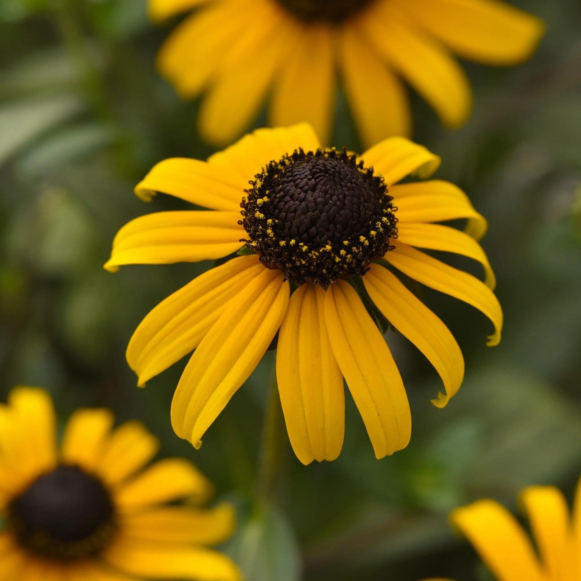 Black Eyed Susan, Gold Blitz Black-Eyed Susan - Image 4