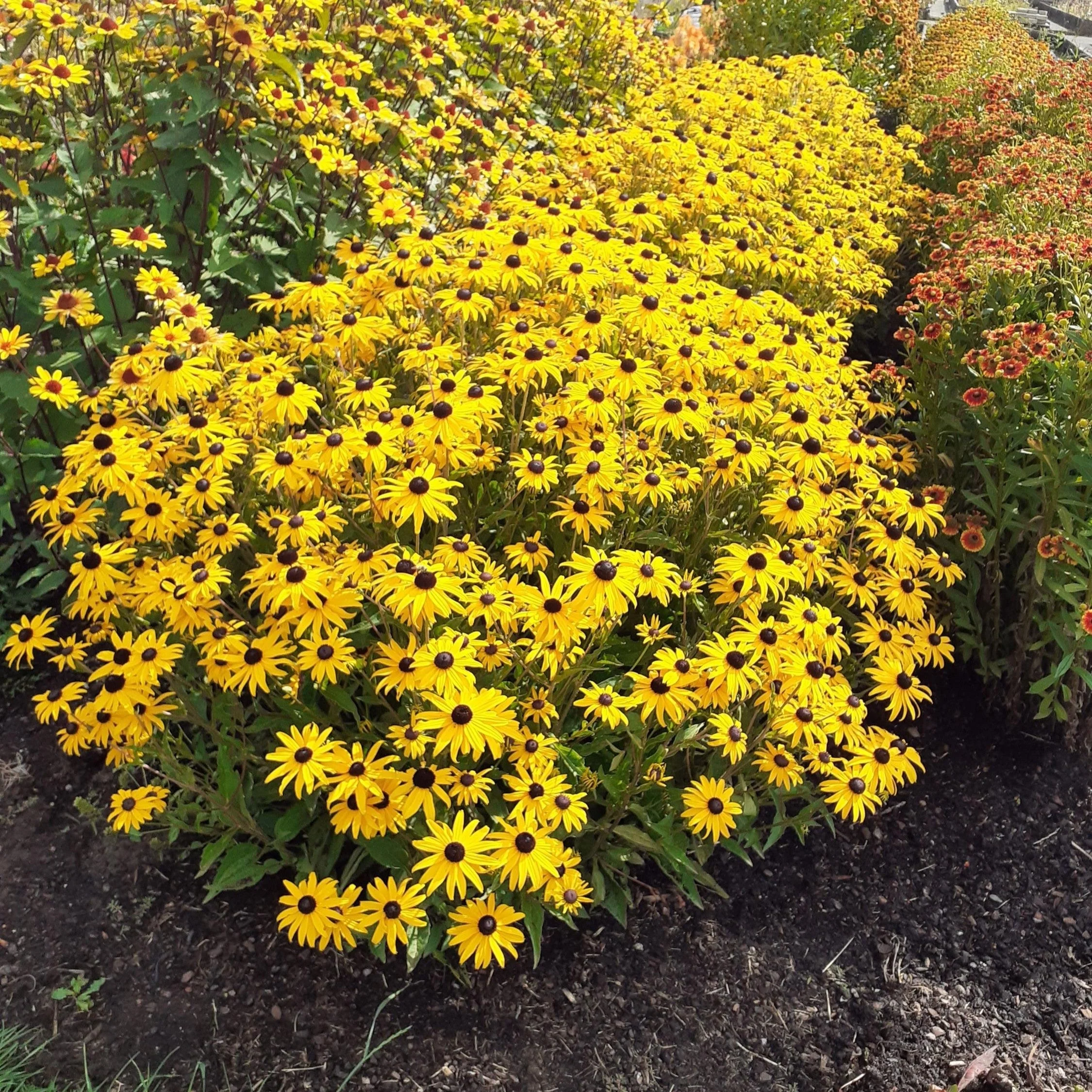 Black Eyed Susan, Gold Blitz Black-Eyed Susan - Image 5