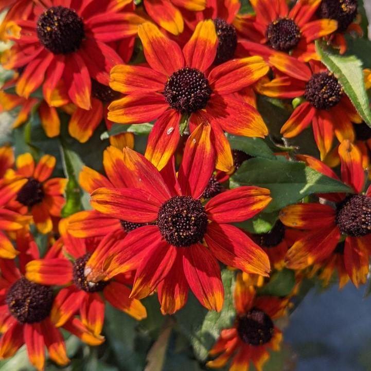 Brown Eyed Susan, Prairie Glow Coneflower