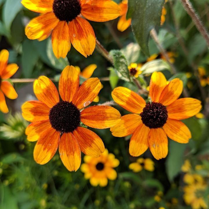 Brown Eyed Susan, Prairie Glow Coneflower - Image 2